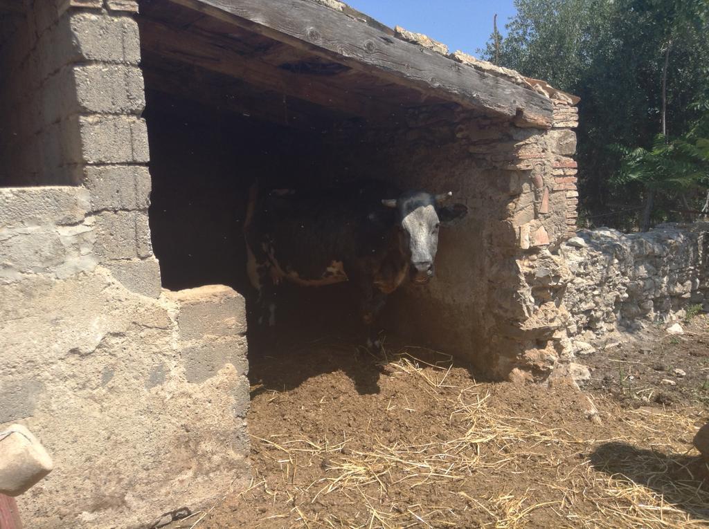 Antico Frantoio Cerchiara di Calabria Exterior foto